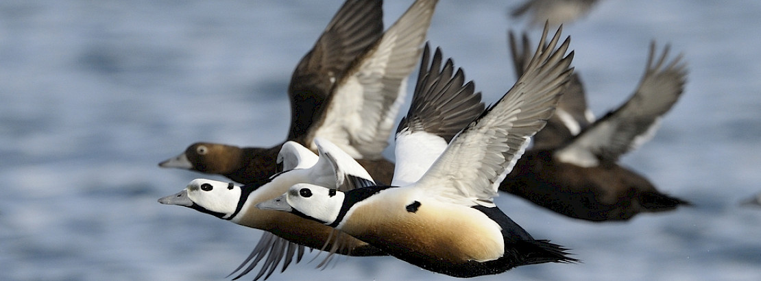 Eiders in flight