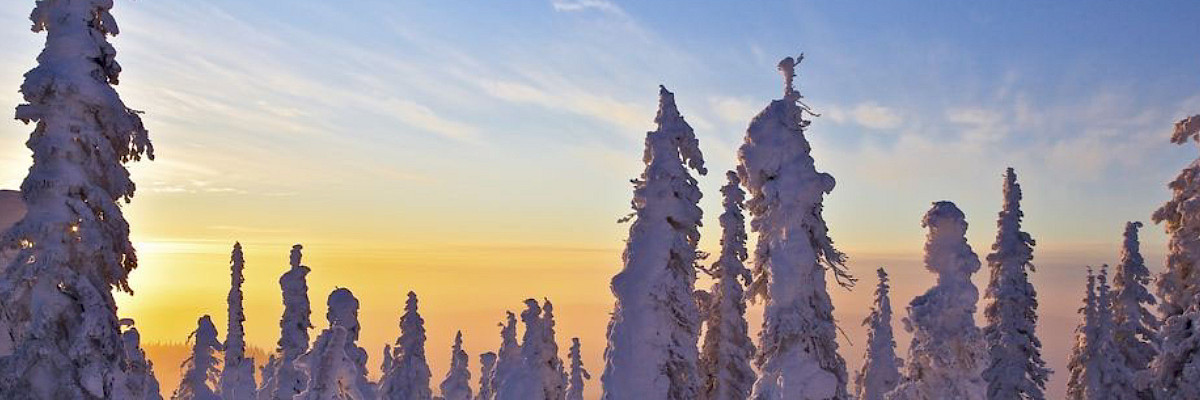 Snow-covered trees in winter