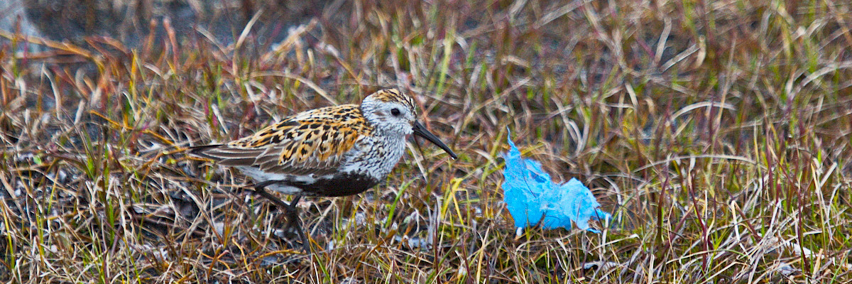 Dunlin with plastic exposure on the tundra