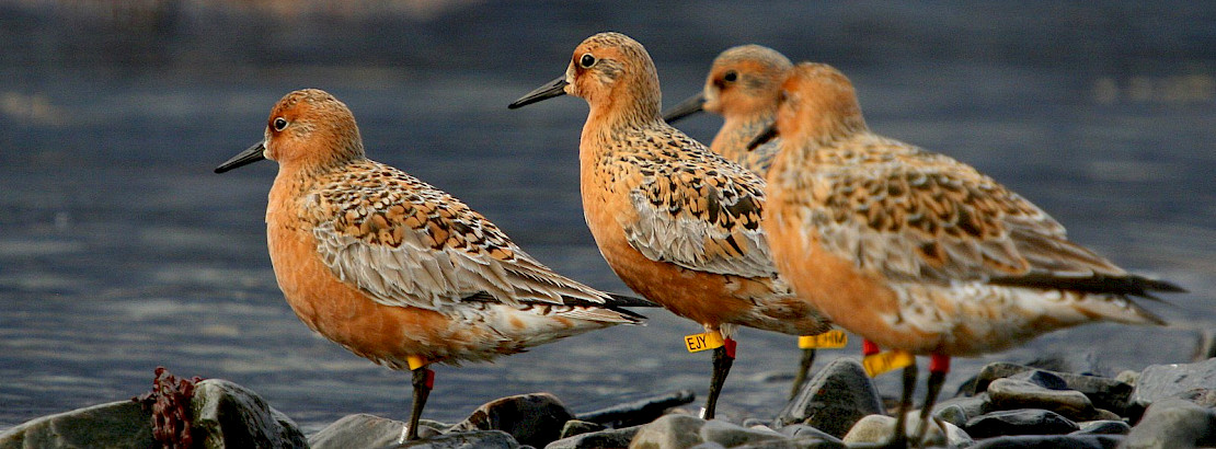 Red Knots