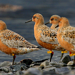 Red Knots