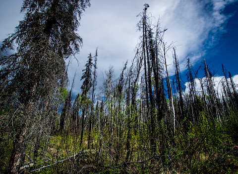 Burnt trees in Alaska. Photo: iStock / A&J Photos