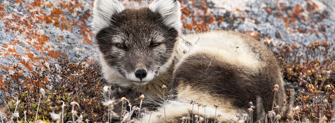 Arctic fox