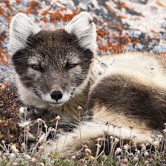 Arctic fox