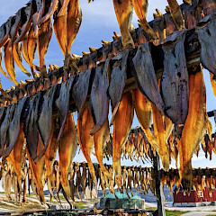 Cod drying.