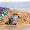 A seal caught in a fishing net.