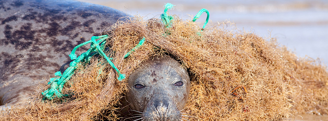 A seal caught in a fishing net.
