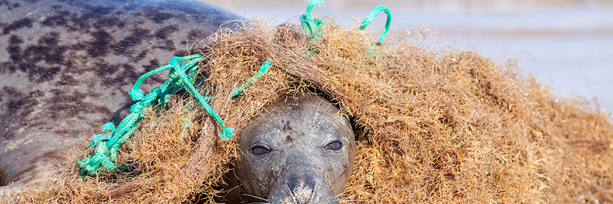 Seal caught in plastic fishing net