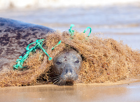 Seal caught in plastic fishing net