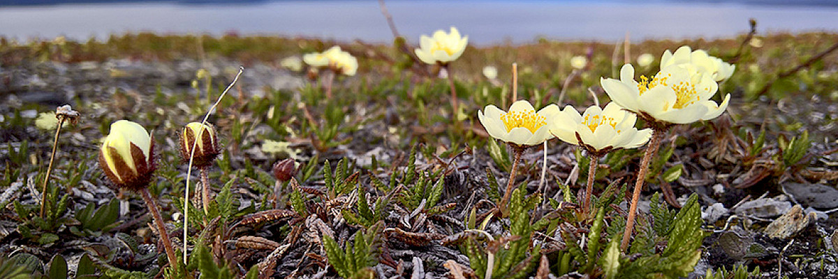 Dryas flowers near Tromsø, Norway. These  flowers are featured in the logo of UArctic. Credit: UArctic