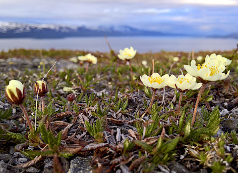Dryas flowers