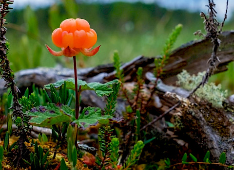 Cloudberries