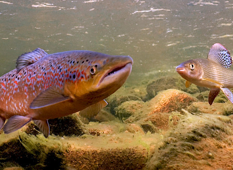 Salmon in the Teno river system.