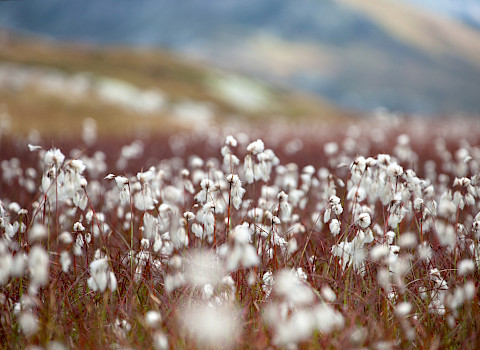 Cottongrass